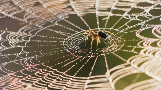Wie stark ist ein Spinnennetz?