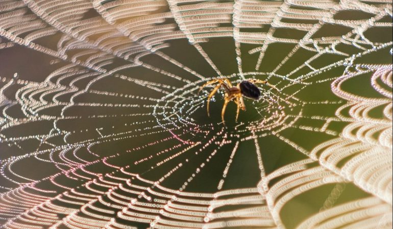 Wie stark ist ein Spinnennetz?