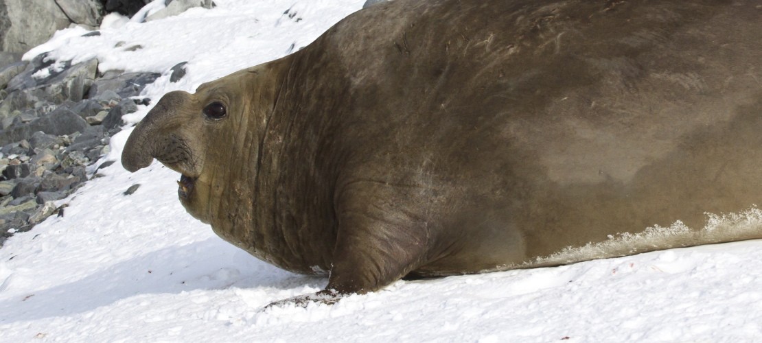 Südlicher See-Elefant