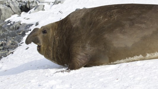 Südlicher See-Elefant