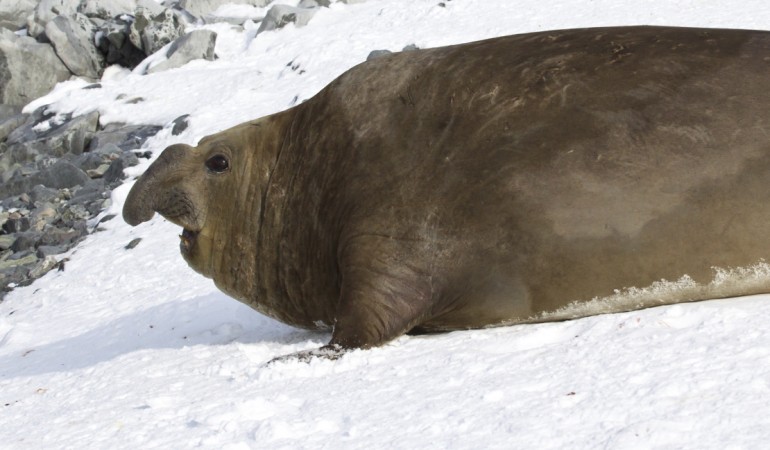 Südlicher See-Elefant