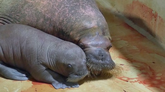 Walrosse haben auffällige Bärte. (Foto: dpa)
