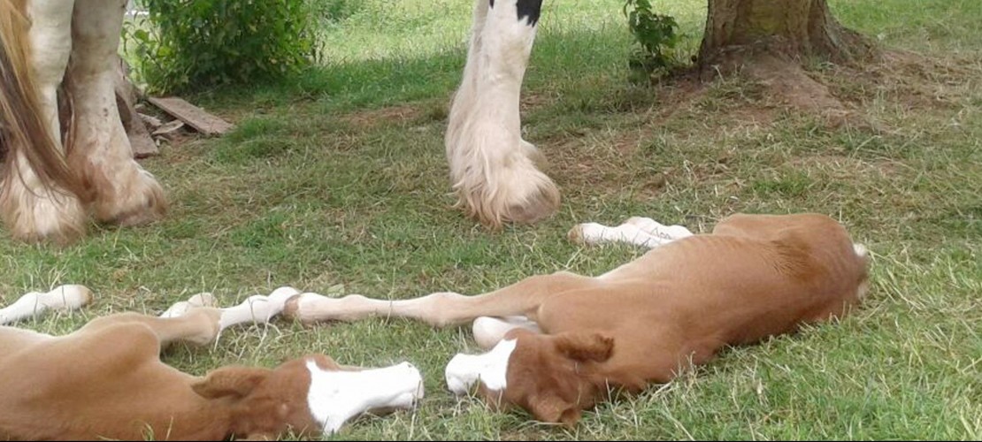 Die Zwillinge Hanni und Nanni liegen auf einer Wiese auf dem Ponyhof in Wulften herum. Das liegt in Niedersachsen. (Foto: dpa)