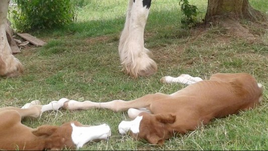 Die Zwillinge Hanni und Nanni liegen auf einer Wiese auf dem Ponyhof in Wulften herum. Das liegt in Niedersachsen. (Foto: dpa)