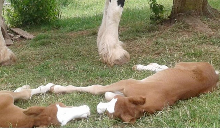 Die Zwillinge Hanni und Nanni liegen auf einer Wiese auf dem Ponyhof in Wulften herum. Das liegt in Niedersachsen. (Foto: dpa)