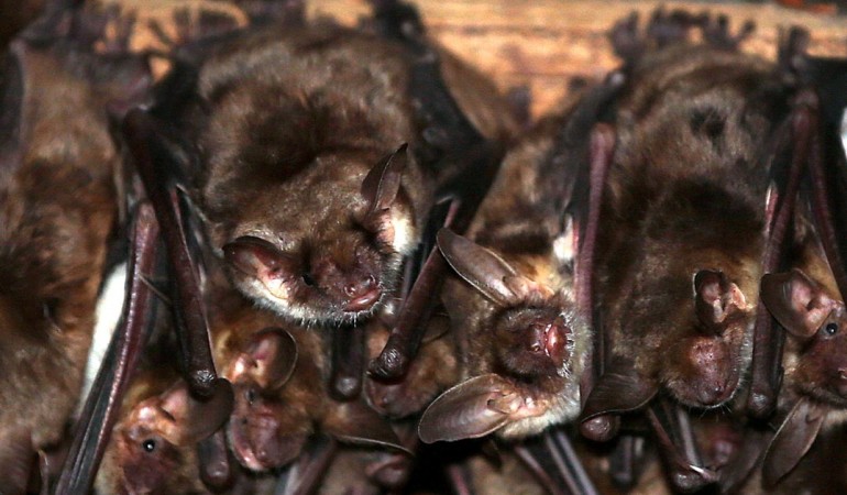 Ein Haus für Fledermäuse