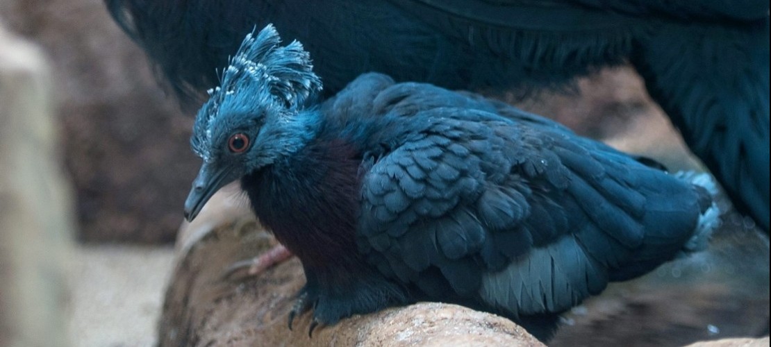 Kleine Taube mit blauem Fächer