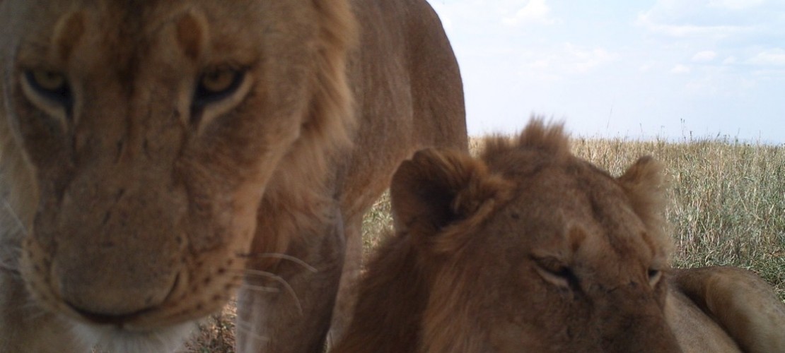 Tiere vor der Kamera
