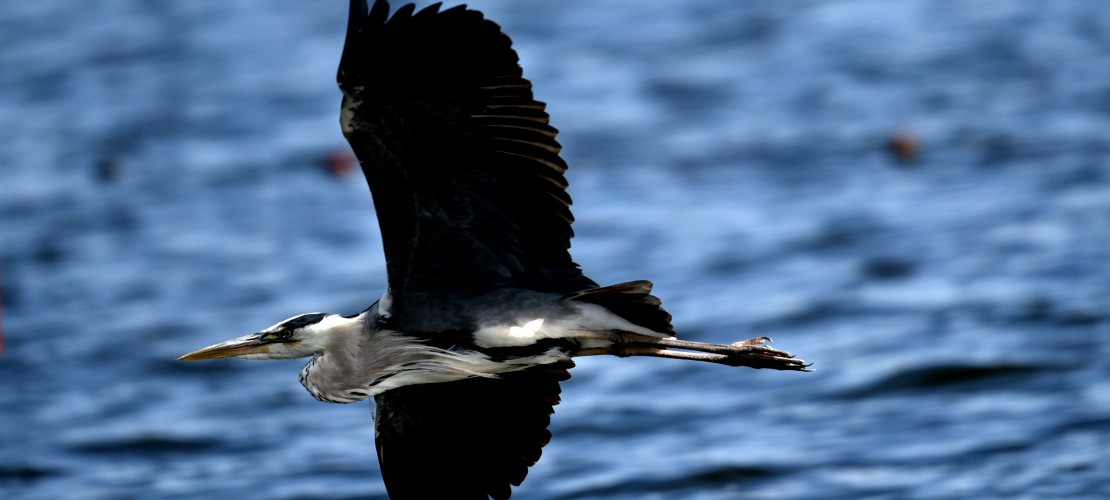 Wie jagt ein Graureiher Fische?