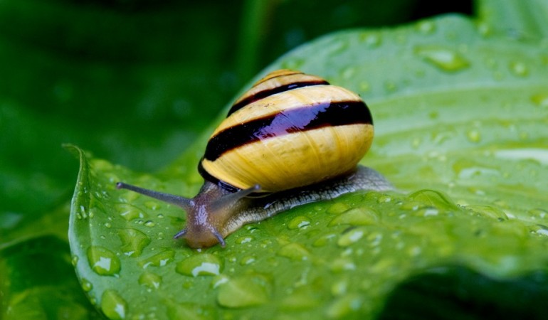 Hat eine Schnecke Augen?