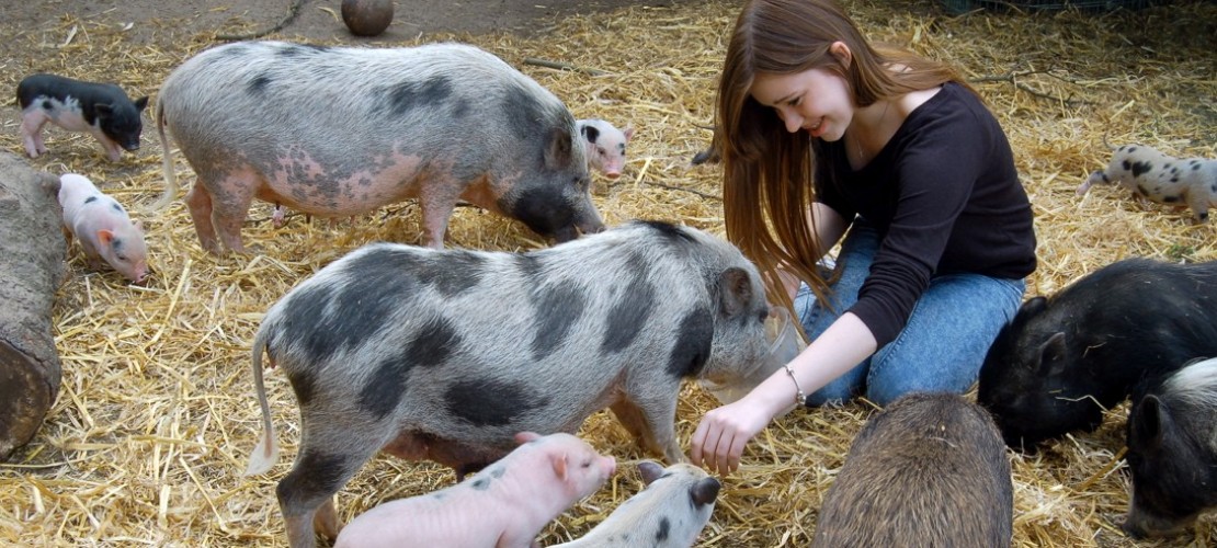Justines Haustiere sind Minischweine