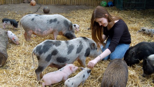 Justines Haustiere sind Minischweine