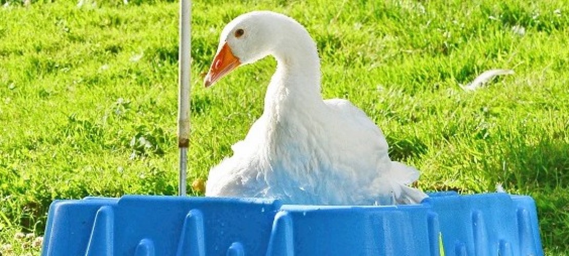 Abkühlung für Flocke! In dem blauen Sandkasten ist Wasser. (Foto: dpa)
