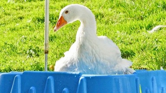 Abkühlung für Flocke! In dem blauen Sandkasten ist Wasser. (Foto: dpa)