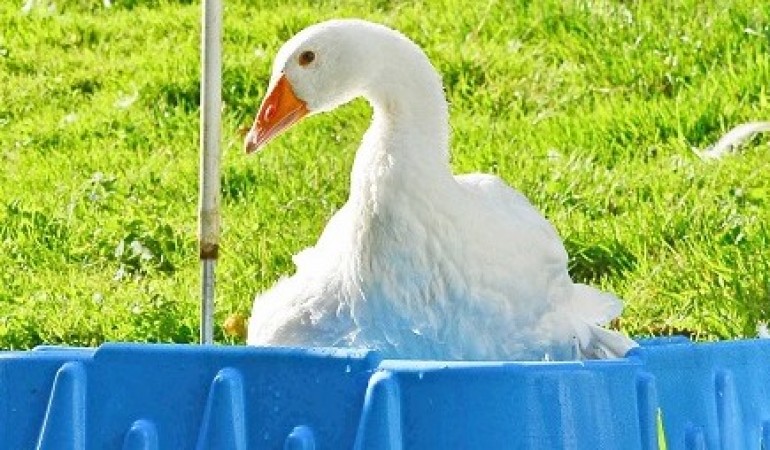 Abkühlung für Flocke! In dem blauen Sandkasten ist Wasser. (Foto: dpa)