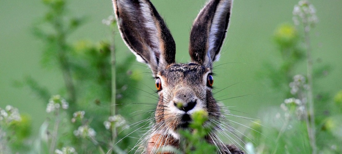 Hasen sind Pflanzenfresser. Besonders gern naschen sie die frischen Knospen und Triebe von Sträuchern und auch Wildkräuter. (Foto: dpa)