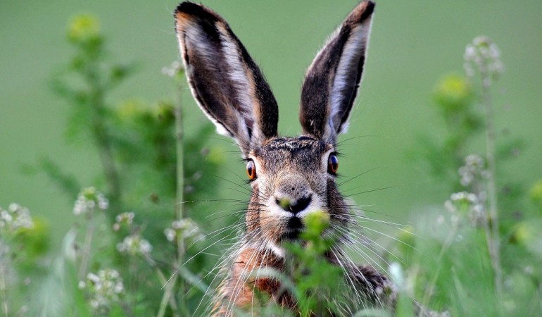Hasen sind Pflanzenfresser. Besonders gern naschen sie die frischen Knospen und Triebe von Sträuchern und auch Wildkräuter. (Foto: dpa)