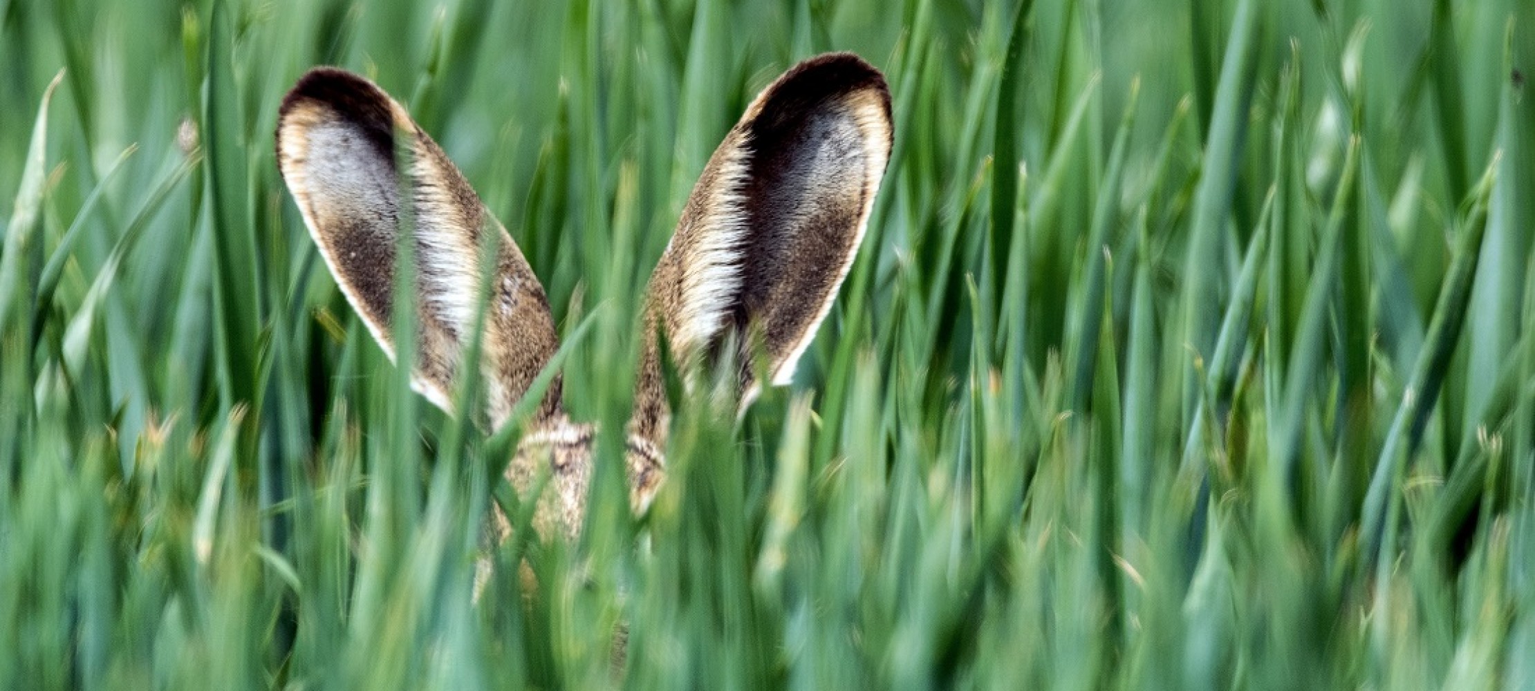 Kurz erklrt: Was hat der Hase eigentlich mit Ostern zu tun?
