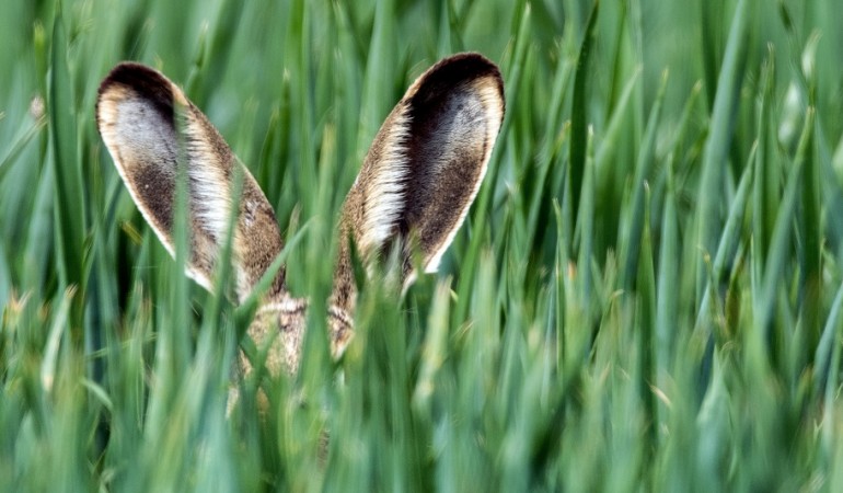 Hasen haben lange Ohren. Die nennt man auch Löffel. (Foto: dpa)