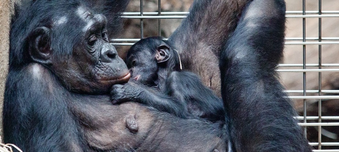 Das Bonobo-Baby wird gut umsorgt. Natürlich vor allem von seiner Mama. (Foto: dpa)