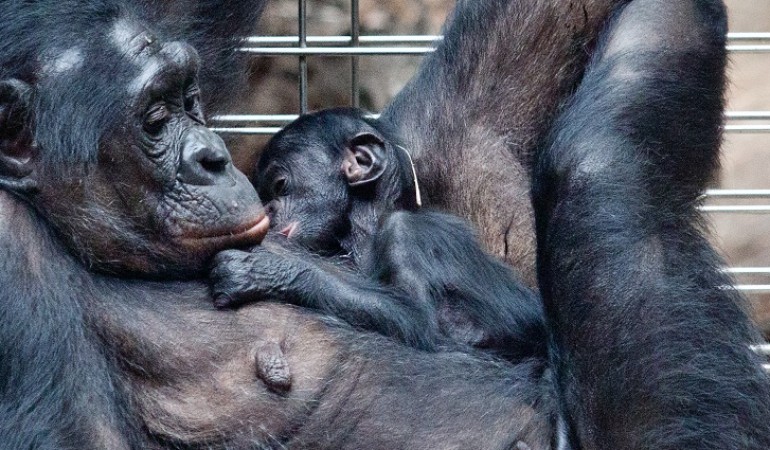 Das Bonobo-Baby wird gut umsorgt. Natürlich vor allem von seiner Mama. (Foto: dpa)