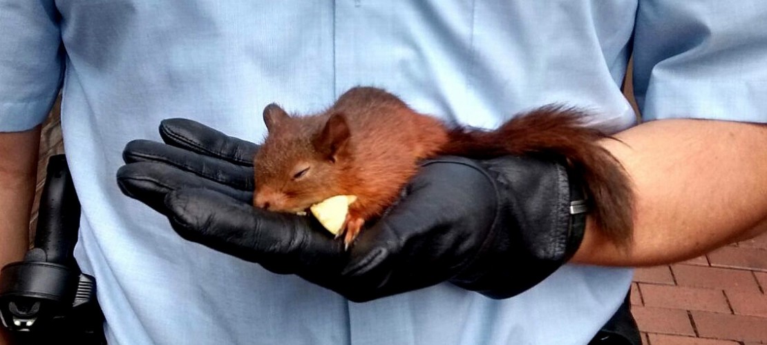 Das Eichhörnchen verfolgte eine Frau. Deswegen rief sie die Polizei. Die Polizisten brachten das Tier in eine Tier-Auffangstation. (Foto: dpa Pollizei Recklingshausen)