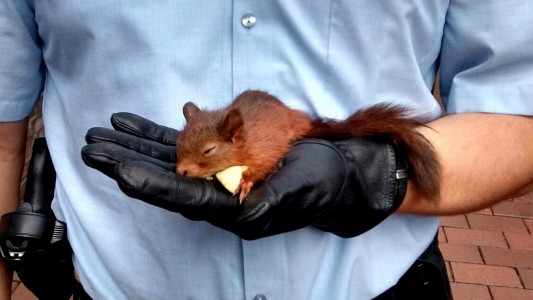 Das Eichhörnchen verfolgte eine Frau. Deswegen rief sie die Polizei. Die Polizisten brachten das Tier in eine Tier-Auffangstation. (Foto: dpa Pollizei Recklingshausen)