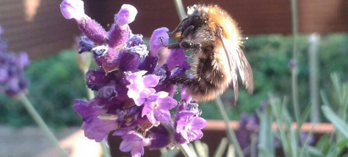 Die Blüten des Lavendels bestehen aus einzelnen Blütenblättern und durften stark. Sie blühen von Juli bis September blauviolett. (Foto: Sommersberg)