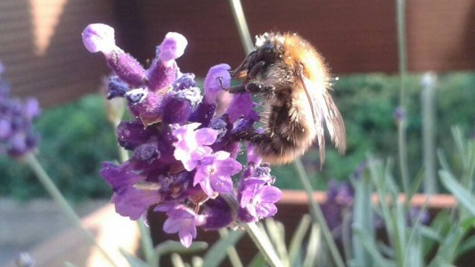 Die Blüten des Lavendels bestehen aus einzelnen Blütenblättern und durften stark. Sie blühen von Juli bis September blauviolett. (Foto: Sommersberg)