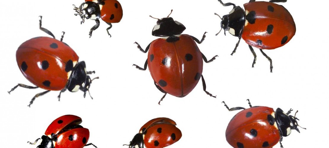 Viele Insekten sind nicht unbedingt beliebt. Bei dem Marienkäfer ist das anders. Viele Menschen glauben, dass er Glück bringt. (Foto: dpa)