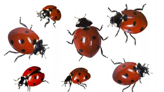 Viele Insekten sind nicht unbedingt beliebt. Bei dem Marienkäfer ist das anders. Viele Menschen glauben, dass er Glück bringt. (Foto: dpa)
