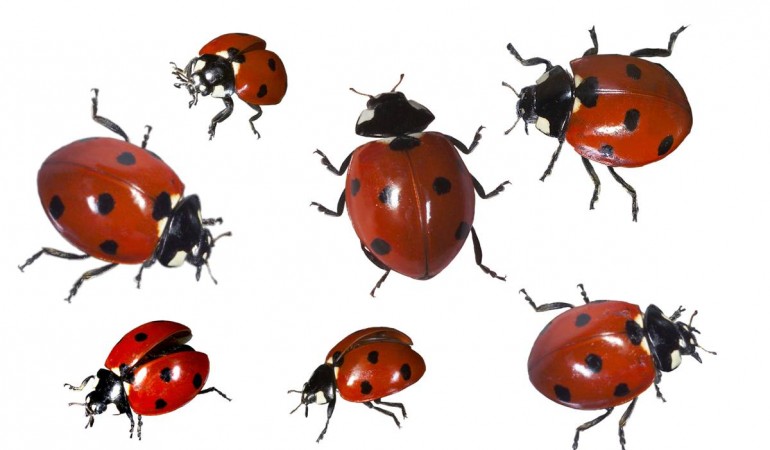 Viele Insekten sind nicht unbedingt beliebt. Bei dem Marienkäfer ist das anders. Viele Menschen glauben, dass er Glück bringt. (Foto: dpa)