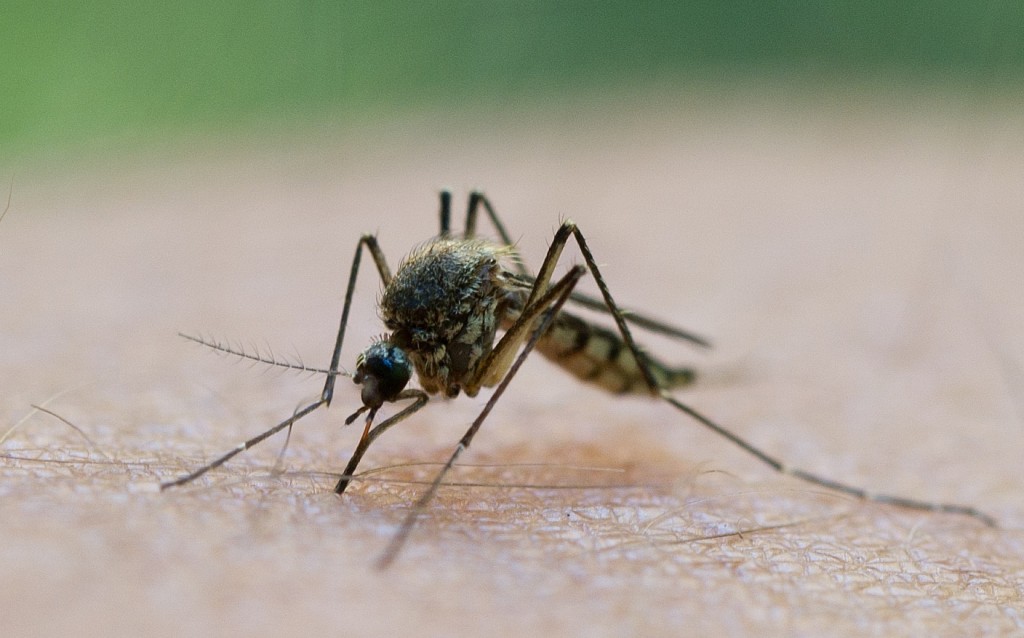 Wenn du sie nicht hören würdest, würdest du warscheinlich auch nicht merken, dass sie zusticht. (Foto: dpa)