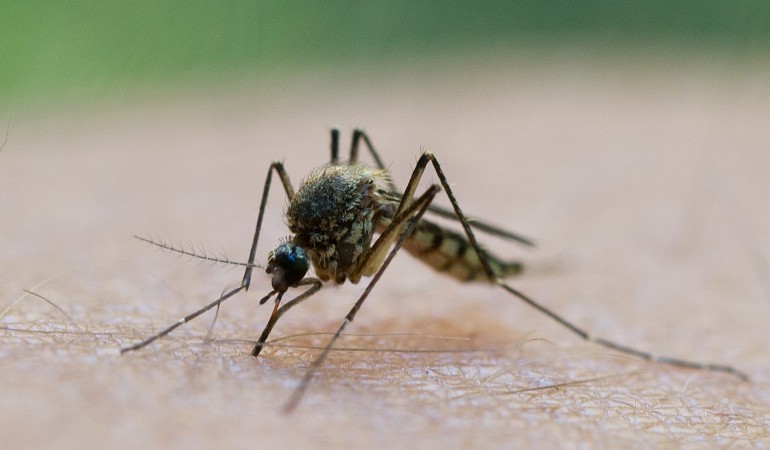 Wenn du sie nicht hören würdest, würdest du warscheinlich auch nicht merken, dass sie zusticht. (Foto: dpa)