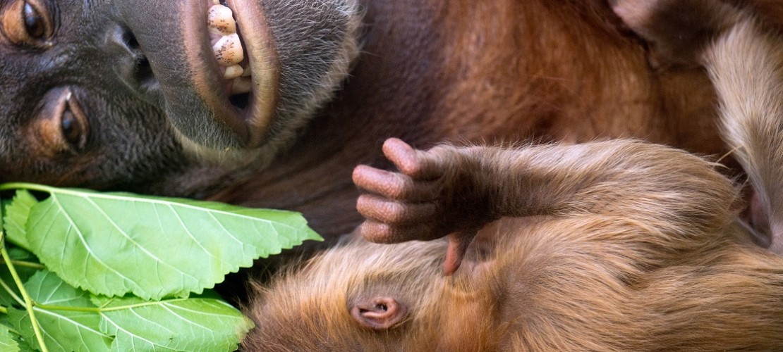Dalai verbringt jetzt viel Zeit mit seiner Mutter. (Foto: dpa)