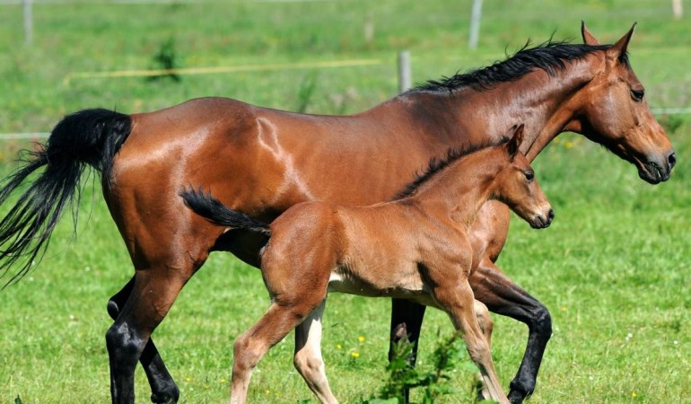 Pferde sind Fluchttiere. Hier laufen eine Mutter und ihr Fohlen über die Koppel. (Foto: dpa)