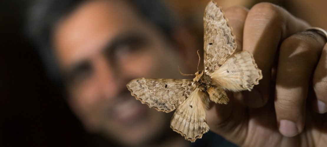 Über diesen Schmetterling wurde lange gerätselt. (Foto: dpa)