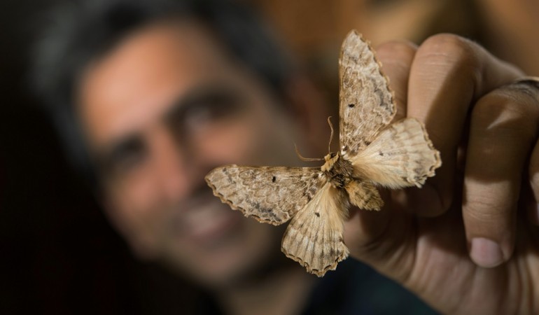 Über diesen Schmetterling wurde lange gerätselt. (Foto: dpa)