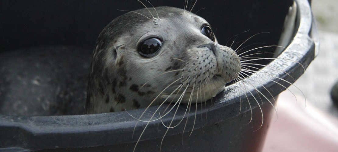 Dies ist der Seehund Thies. (Foto: dpa)