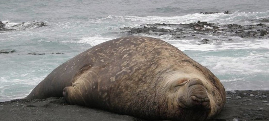 See-Elefanten wurden lange Zeit gejagt. Besonders auf den Tran der Tiere hatten die Jäger es abgesehen. Nun stehen die See-Elefanten aber unter Schutz. (Foto: dpa)