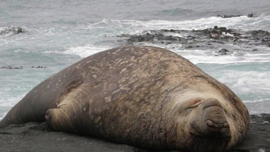See-Elefanten wurden lange Zeit gejagt. Besonders auf den Tran der Tiere hatten die Jäger es abgesehen. Nun stehen die See-Elefanten aber unter Schutz. (Foto: dpa)