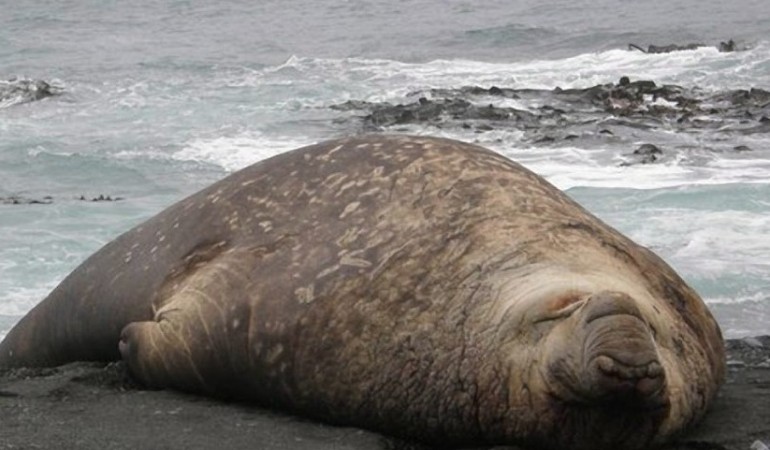 See-Elefanten wurden lange Zeit gejagt. Besonders auf den Tran der Tiere hatten die Jäger es abgesehen. Nun stehen die See-Elefanten aber unter Schutz. (Foto: dpa)