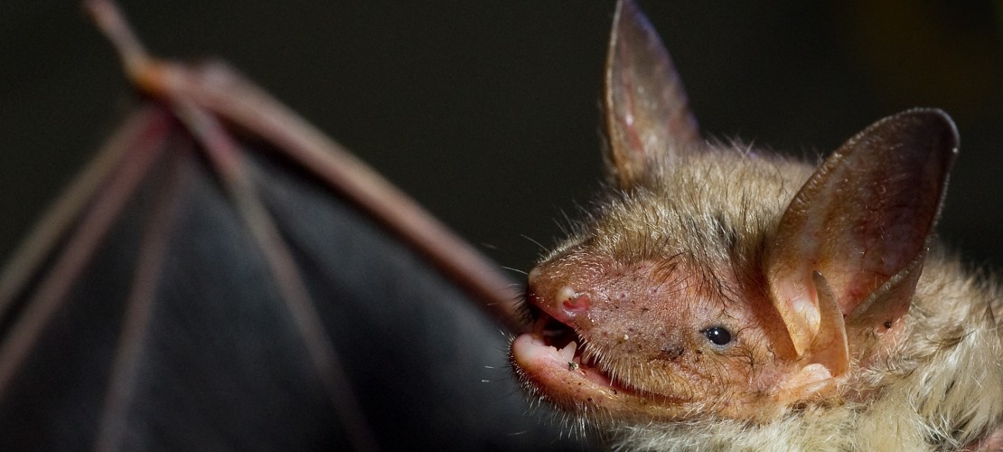 Was haben Fledermäuse und Vampire gemeinsam?