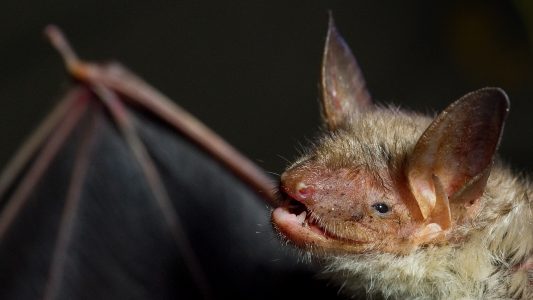 Was haben Fledermäuse und Vampire gemeinsam?