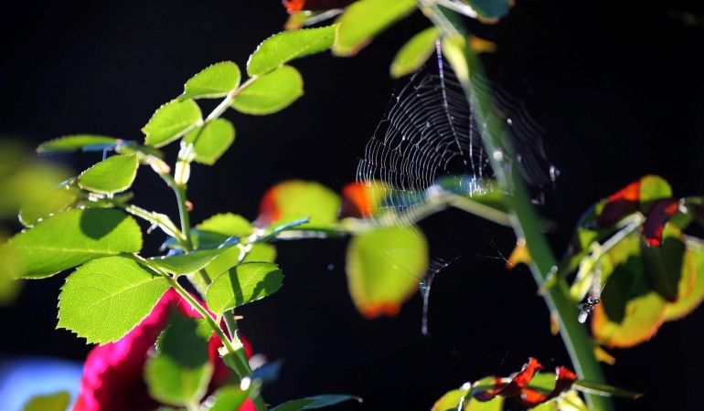 Warum gehen Spinnennetze schwer kaputt?