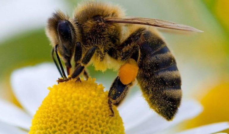 Eine Biene hat mehr Haare und ist flauschiger als eine Wespe. (Foto: dpa)
