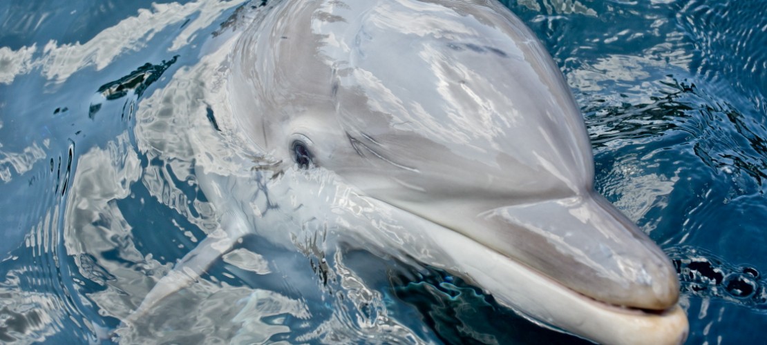 Das Delfinbaby Nami (Foto: dpa)