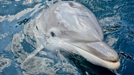 Das Delfinbaby Nami (Foto: dpa)
