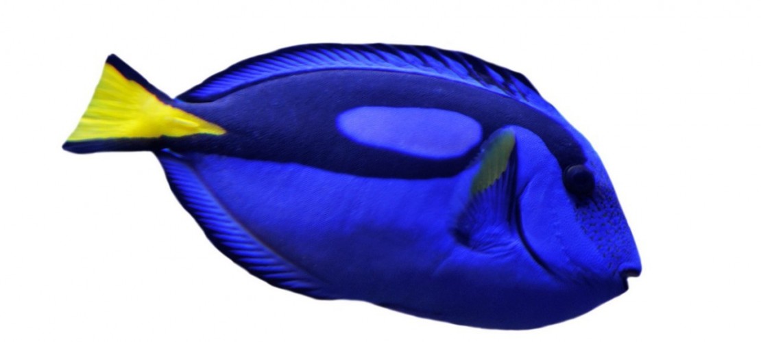 Fische sind die Vorfahren der Säugetiere: Wir erzählen dir spannende Dinge über die Wassertiere. (Foto: Getty)