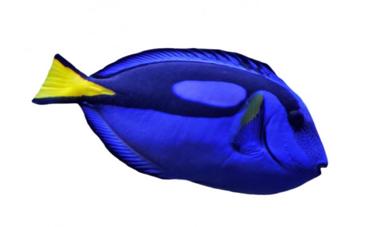 Fische sind die Vorfahren der Säugetiere: Wir erzählen dir spannende Dinge über die Wassertiere. (Foto: Getty)